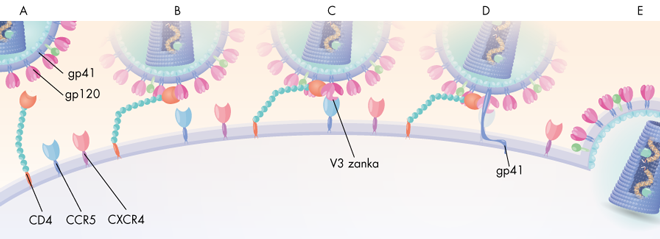 HIV virus illustration