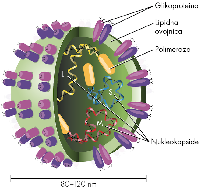 Illustration for Medicinska virologija