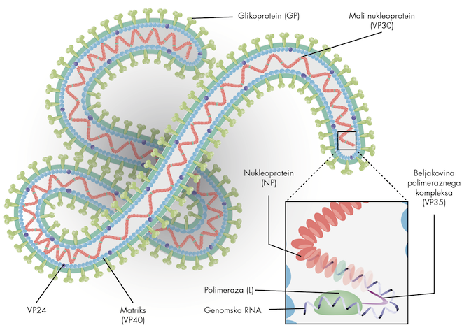 Ebola virus illustration