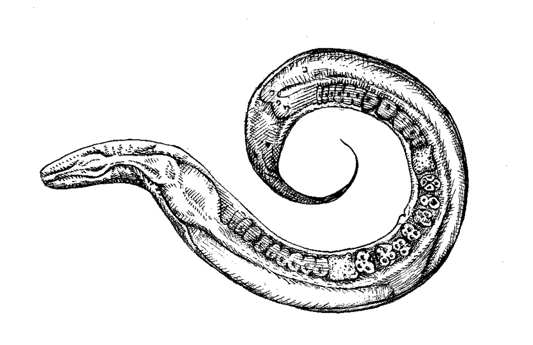 Рисунки паразитических червей. Нематода Caenorhabditis elegans. Черви Caenorhabditis elegans. C. elegans червь. Caenorhabditis elegans строение.